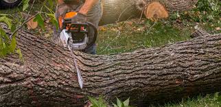 Best Hazardous Tree Removal  in Kettering, OH