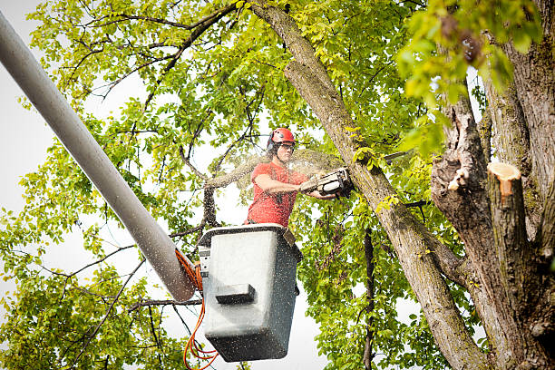 Seasonal Cleanup (Spring/Fall) in Kettering, OH